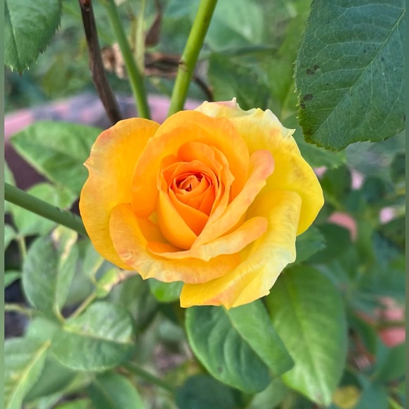 Please like this listing to be notified about my future shows!! 💝🤗😁 - Picture 4 of 4